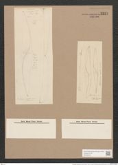 Rhoicosigma mediterraneum Cleve (de-Toni-Nr.: Genus 15, Species 1130) Zeichnungen Sammlung Grunow Nr. 2227 (NHMW-BOT-W0369316)